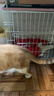 憨憨宠猫笼折叠猫笼子大号猫别墅加粗加密双层猫舍猫窝宠物猫咪用品家用 白色 600双层 实拍图