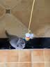 BNBNO猫咪悠悠球猫玩具自动逗猫棒自嗨解闷神器小猫消耗体力用品 实拍图