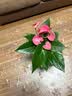 行湘水培绿植粉掌盆栽花卉水养鲜花好养活 粉掌2株【不含盆】源头直发 实拍图