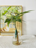 花翁发财树小盆栽绿植物室内客厅装饰中式盆景办公室桌面摆件源头直发 实拍图