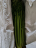山东新鲜大西芹现割现发榨汁西芹首选水果西芹蔬菜生鲜减肥减脂 新鲜西芹带箱2斤 净重1.7斤 实拍图