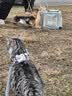 诚实一口P40全价猫粮 成猫幼猫84%高鲜肉长肉美毛养胃乳鸽口味通用型12kg 实拍图