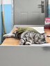 艾尔猫粮  深海鱼配方 成猫 幼猫 通用全价猫粮 500g1斤 实拍图