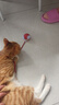 欢宠网猫玩具猫咪自动逗猫球棒电动自嗨神器自己玩解闷猫猫小猫幼猫宠物 实拍图
