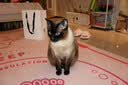 凯锐思猫条猫零食 猫条鱼肉条0添加0诱食剂湿粮混合口味猫咪零食 【美毛亮毛】鱼油猫条120支 实拍图