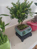 【限时秒杀】小叶赤楠盆景植物办公花卉基地直销批发绿植盆栽室内 赤楠+方形山水盆+苔藓+底座 实拍图