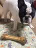 Lanswood 狗零食磨牙棒狗宠物狗狗玩具幼犬耐咬牛骨头泰迪比熊小型犬洁牙 牛棒骨大号 20-24cm 实拍图