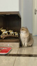 SMARTTAIL宠物猫咪饮水机智能无线喂水器自动循环不插电无线感应猫咪饮水机 二代饮水机-LITE 插电使用 实拍图