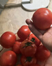 京鲜生 山东福星沙瓤西红柿净重4.5斤单果120g+ 大口感番茄 源头直发 实拍图