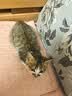 LEGENDSANDY蓝氏猫粮生鲜猎鸟鲜乳鸽生骨肉冻干高蛋白全价成猫粮幼猫通用型 【囤货装】丨猎鸟乳鸽4.5kg+荒野猎兔4.5kg 实拍图