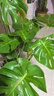 叹为观止大型植物发财树各种大颗盆栽开业乔迁客厅办公室内好养大型花卉 龟背竹【1-1.2米】 含盆 实拍图