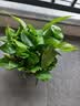 双盟绿萝盆栽除甲醛花卉绿植办公室180款加仑自吸水盆8盆装源头直发 实拍图