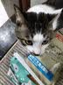 美滋元成猫猫粮 三文鱼味成猫粮全猫咪通用天然粮全价猫粮 【全价全期】牛肉金枪鱼猫粮2kg 实拍图