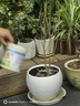 驱蚊虫金丝吊蝴蝶花卉绿植盆栽室内外阳台四季开花 混色【浓香耐寒+驱蚊虫】四季开花 花期300天10年苗【买一送一】开花爆满 实拍图