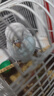 朗缤 鹦鹉活体鸟活物虎皮鹦鹉宠物活鸟玄凤鹦鹉手养鸟会说话幼鸟幼崽 白色虎皮1只 实拍图