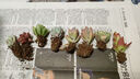 多肉植物精选图片品种发货照图办公室室内阳台桌面图片品种指定品 姬胧月+秋丽+淡雪+蓝鸟+盆土 实拍图