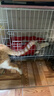 憨憨宠猫笼折叠猫笼子大号猫别墅加粗加密双层猫舍猫窝宠物猫咪用品家用 白色 600双层 实拍图