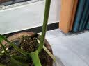 德沃多植物营养液通用型花肥料绿萝发财树富贵竹多肉月季水培绿植花卉肥 营养液2.5L一瓶 实拍图