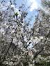 伊芙丽（eifini）【安心品质】秦岚代言索罗纳面料简约基础款圆领T恤女百搭短袖 樱桃红 XL 125-135斤 实拍图