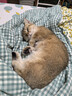 LEGENDSANDY蓝氏猫粮生鲜猎鸟鲜乳鸽生骨肉冻干高蛋白全价成猫粮幼猫通用型 【囤货装】丨猎鸟乳鸽4.5kg+荒野猎兔4.5kg 实拍图