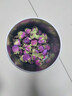 西域美农新疆和田沙漠玫瑰花70g 重瓣红玫瑰花饮品煮茶无熏硫 泡水泡茶 实拍图
