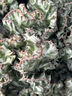 福东海 八珍粉500g 四神汤莲子茯苓芡实薏米山药粉搭健脾胃营养早餐代粉 实拍图