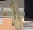2件装0-3月初生婴儿a纯棉无骨半背衣春秋薄新生儿上衣和尚服夏季 四季款-2件装(蒲公英+系带熊) 52 实拍图