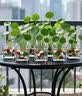 耘淘铜钱草草籽大叶子水养种籽四季播种水培植物花卉盆栽室内常绿种子 铜钱草成品一盆 省去播种流程 实拍图