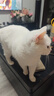 顽皮小金盾猫粮100%鲜肉全价成猫冻干猫粮1.8kg*4鸭肉配 三重呵护肠胃 实拍图