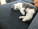 猫人（MiiOW）男士内裤男120S无痕零碳莫代尔桑丝7A抗菌平角裤户外运动印花短裤 墨兰色+砖茶色+金棕色 3条 4XL （建议170斤以上） 实拍图