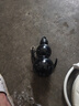 黑神话运动水杯东方葫芦杯子便携塑料杯男女学生高颜值大容量水壶 黑色塑料款-太极贴-斜跨绳800ml 实拍图