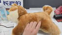 科迈特秋田犬毛绒玩具公仔玩偶娃娃抱枕生日儿童礼物女孩送女朋友玩偶 实拍图