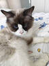 欢宠网猫咪牵引绳猫绳宠物防挣脱可调松紧背心式专用溜遛猫绳子外出用品 实拍图