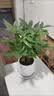 花翁大盆三杆发财树绿植盆栽招财植物办公室内开业盆景金钱树源头直发 实拍图
