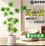 叹为观止大型植物发财树各种大颗盆栽开业乔迁客厅办公室内好养大型花卉 百合竹【1.3-1.5米】 含盆 实拍图
