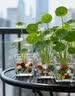 耘淘铜钱草草籽大叶子水养种籽四季播种水培植物花卉盆栽室内常绿种子 铜钱草成品一盆 省去播种流程 实拍图