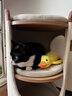 华元宠具（hoopet）猫爬架猫窝猫抓板家用小户型不占地树洞一体剑麻桶【甲醛0超标】 晒单实拍图