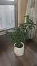 爱优尚桂花树苗四季桂盆栽可食用开花香室内外阳台客厅青瓷源头直发 实拍图