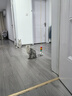 BNBNO猫咪悠悠球猫玩具自动逗猫棒自嗨解闷神器小猫消耗体力用品 实拍图