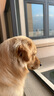 SMARTBONES狗零食迷你洁齿骨 磨牙棒狗咬胶幼犬训练奖励耐咬骨头小型犬泰迪 牛肉味迷你洁骨 6包共96支1530g 实拍图