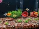 鱼缸懒人水草植物淡水有茎草缸造景水族箱中后景水族套餐包邮 大叶绿九冠2颗（送水草沉底杯） 实拍图