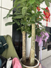 叹为观止大型植物发财树各种大颗盆栽开业乔迁客厅办公室内好养大型花卉 单杆发财树【1.1-1.3米】 不含盆 实拍图