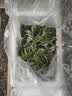艾草新鲜食用蔬菜现摘清明草粑粑青团3斤顺丰艾叶新鲜艾草叶 【顺丰快递】 500g 实拍图
