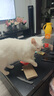 顽皮小金盾猫粮100%鲜肉全价成猫冻干猫粮1.8kg*4鸭肉配 三重呵护肠胃 实拍图