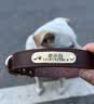 洛马斯（luomasi）定制真皮狗狗项圈牵引绳防丢失柴犬金毛拉布拉多中大型犬宠物脖圈 刻字款—棕色 L-（建议26-45斤） 实拍图