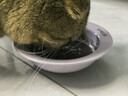 BD飞碟猫碗陶瓷釉下彩宠物饭碗吃粮喝水 磨砂绿色飞碟猫碗 实拍图