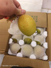 精选红香酥梨新鲜水果当季薄皮特级香梨青皮酥梨脆蜜雪梨整箱包邮 精选中果净重5斤 实拍图