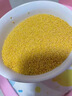 京喜自营 山西黄小米 油小米五谷杂粮月子米杂粮山西特产当季新米 【活动】山西黄小米250g 实拍图