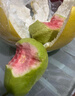 奶油白心红心芭乐 新鲜软糯低卡低热量轻食首先水果 广东2斤带箱（红心）单果100g起净重1.8斤 实拍图