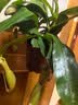 捕蝇草盆栽猪笼草食虫植物夏季驱蚊食虫捕虫室内趣味绿植 大号猪笼草8-12个笼 赠吸水盆栽好发货 实拍图